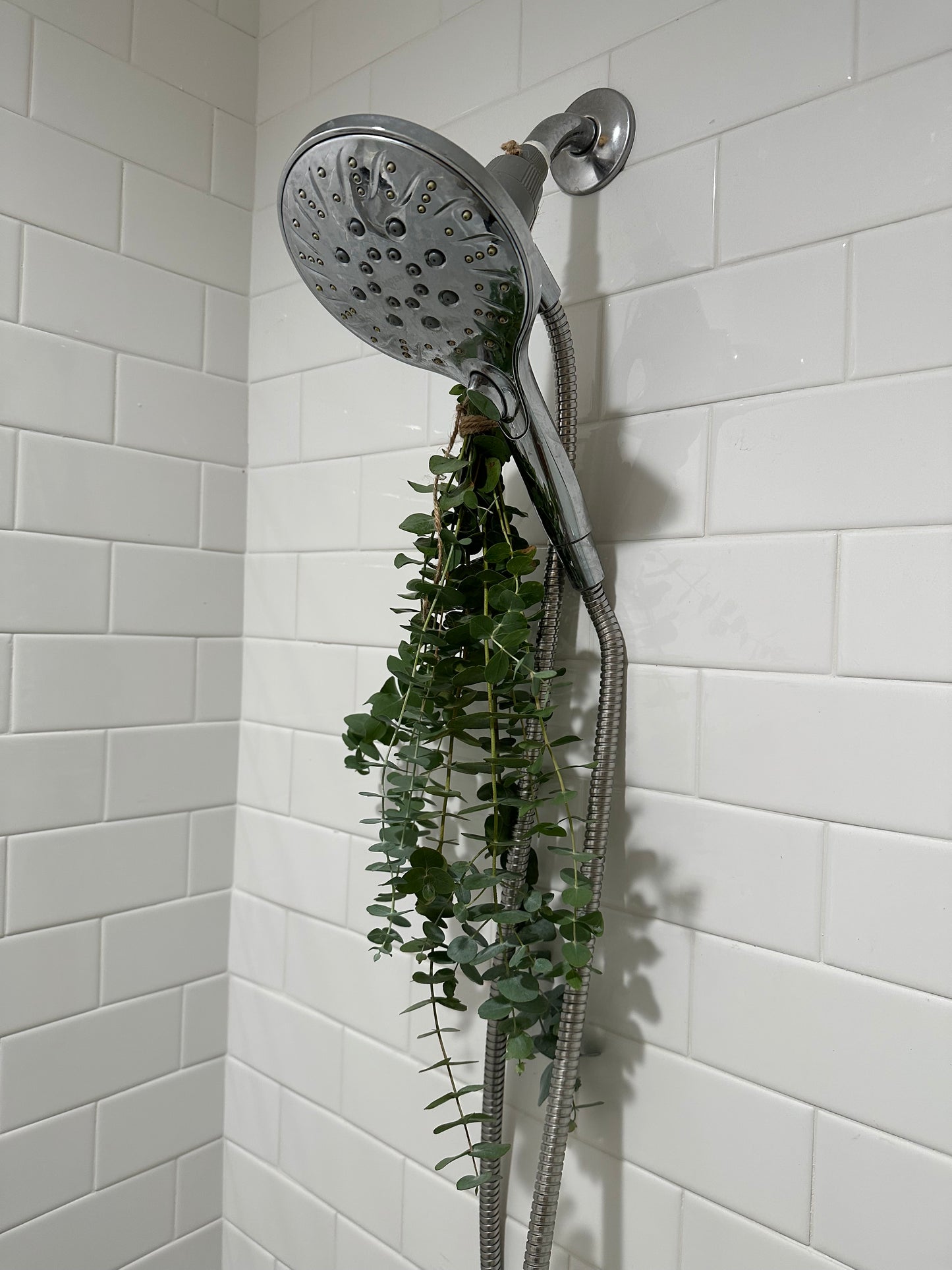 Fresh Eucalyptus Bundle