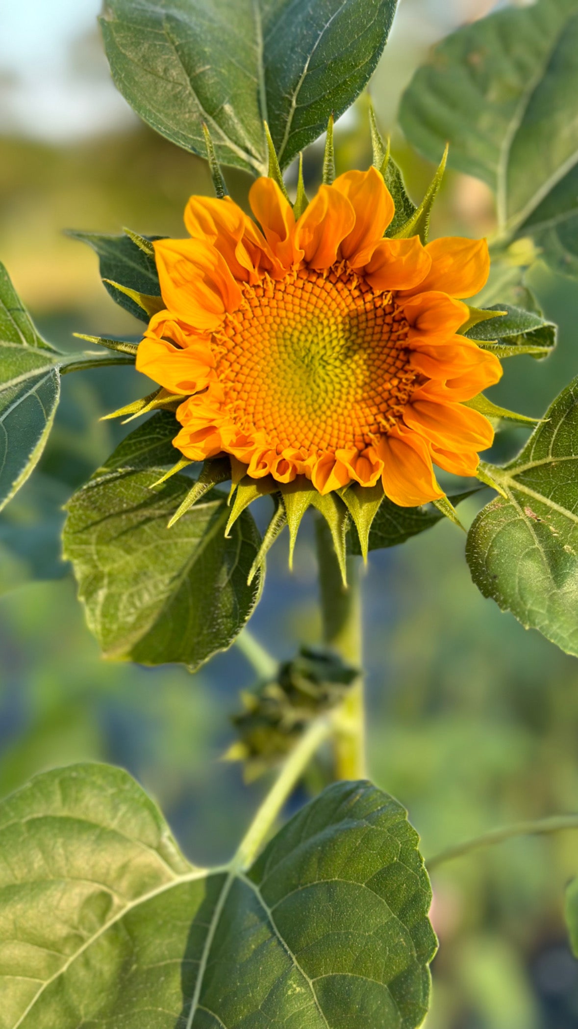 Sunny Bouquet