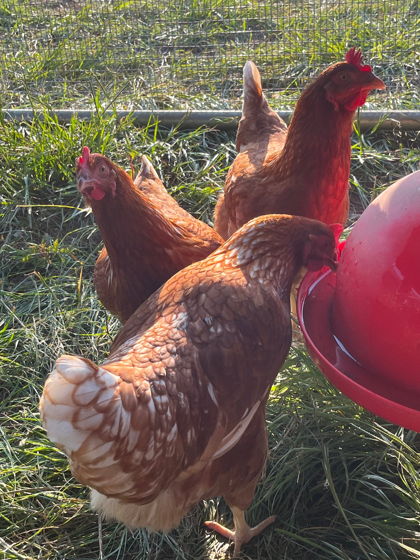 FEBRUARY 2025 (Pick-up Only) Red Sex Link Pullets