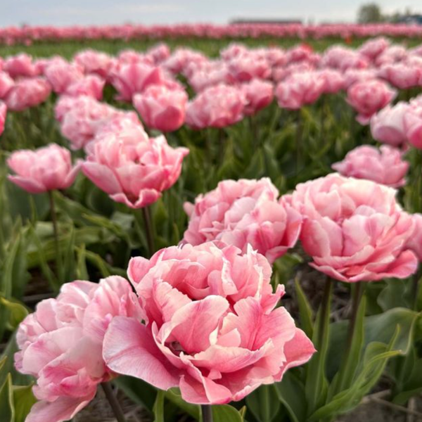 Tulip - Quinty Trustful