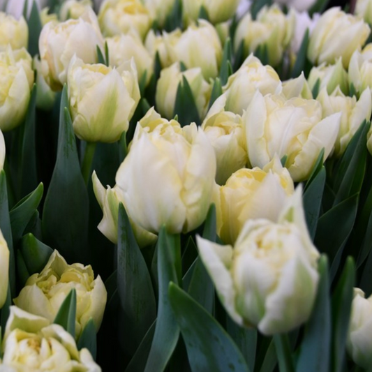 Tulip - Verona Ice