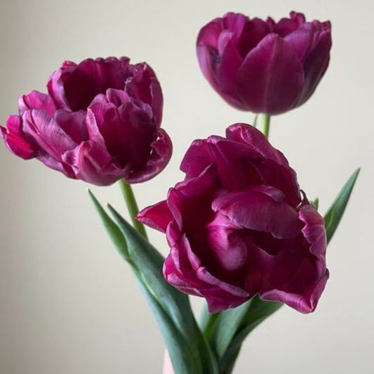 Tulip - Alison Bradley