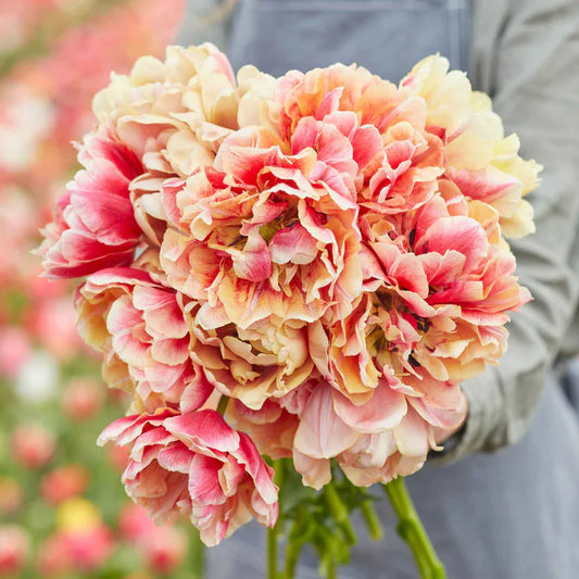 Tulip - Verona Sunrise