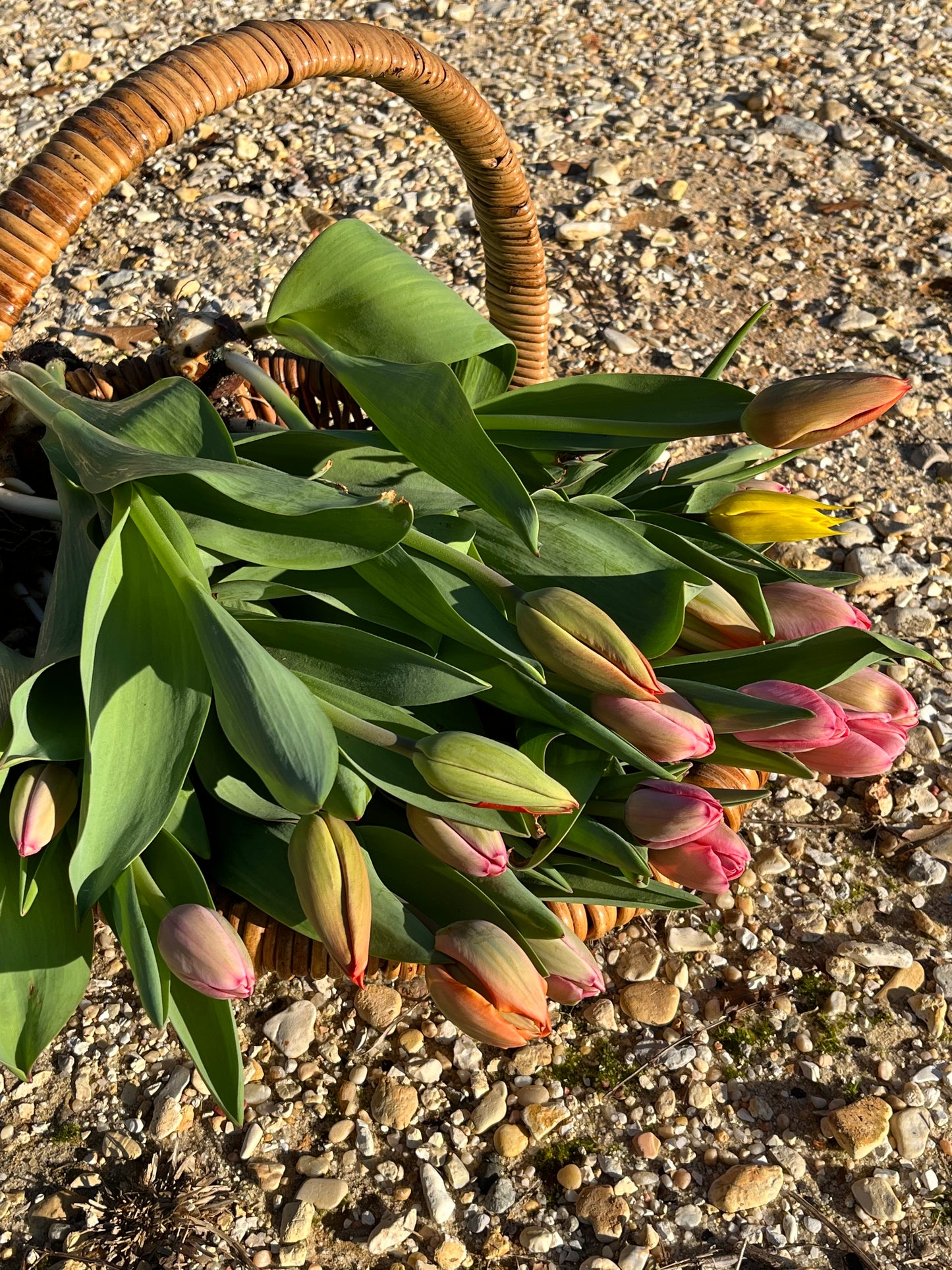 Tulip Bunch