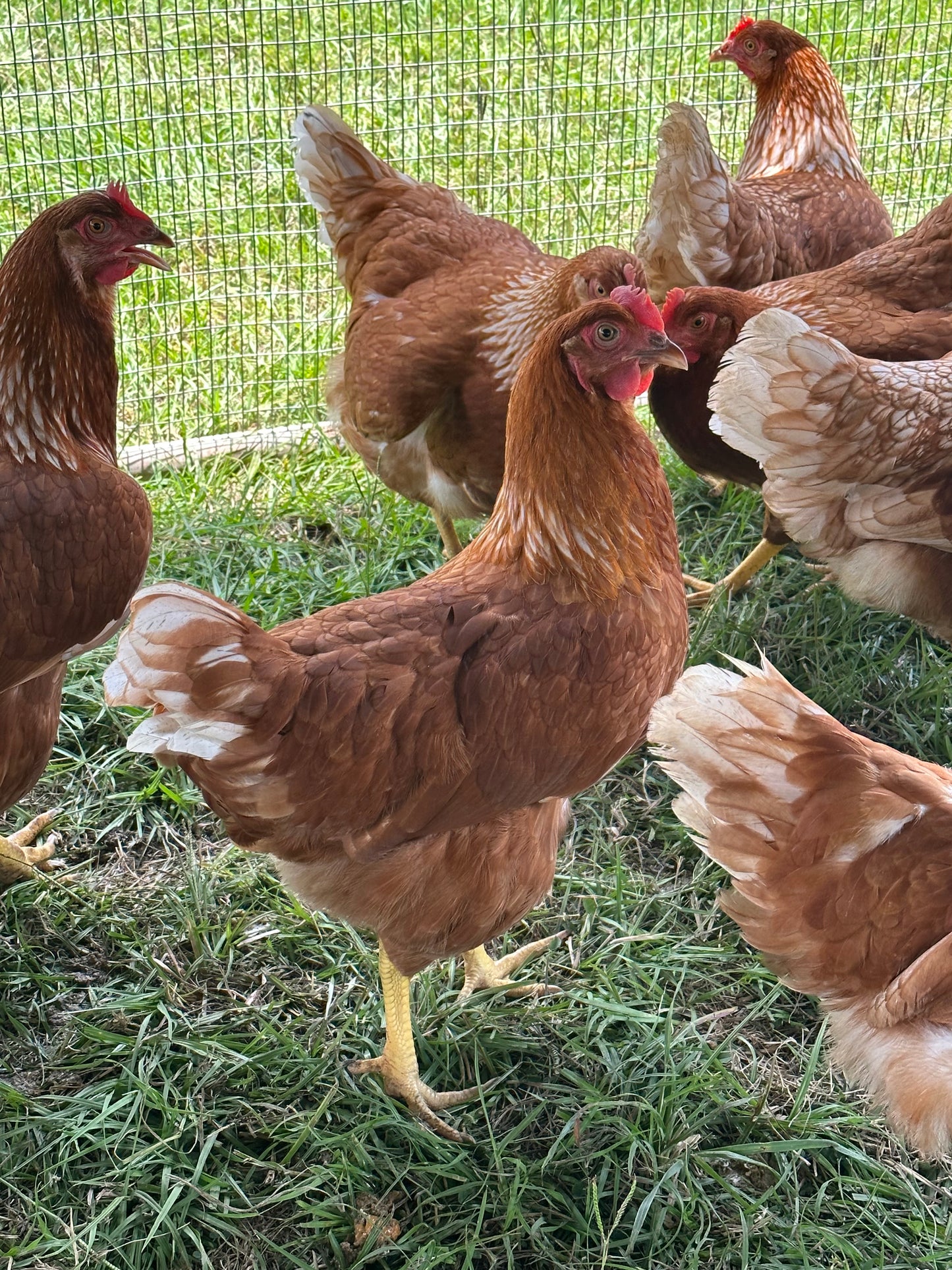 JANUARY 2025 (Pick-up Only) Red Sex Link Pullets