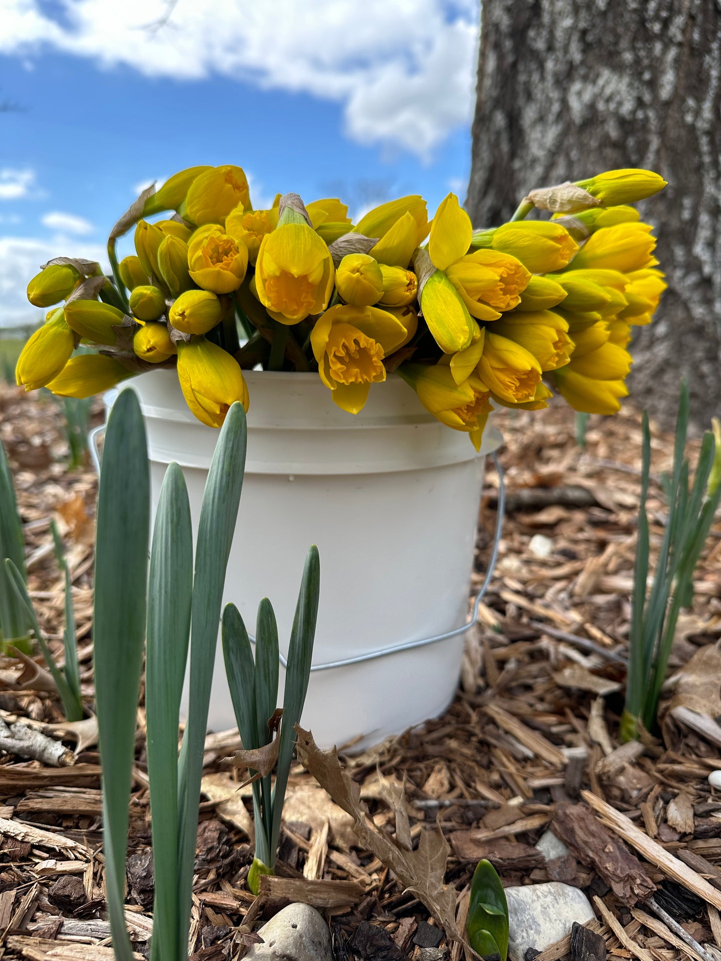 Daffodil Bunch